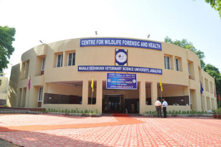 https://cache.careers360.mobi/media/colleges/social-media/media-gallery/997/2019/7/4/Department view of Nanaji Deshmukh Veterinary Science University Jabalpur_Campus-View.jpg